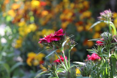 karanfil, dianthus, caryophyllus, karanfil pembesi veya tatlı William çiçekleri 