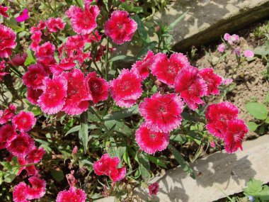 karanfil, dianthus, caryophyllus, karanfil pembesi veya tatlı William çiçekleri 