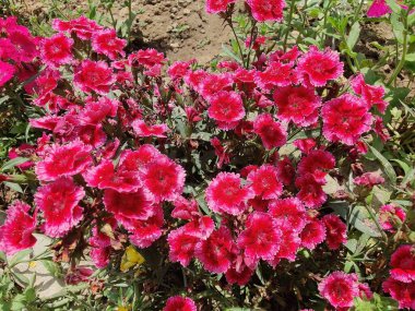 karanfil, dianthus, caryophyllus, karanfil pembesi veya tatlı William çiçekleri 