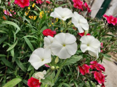 Phlox davul mu yoksa yıllık fenomen çiçekleri mi? 