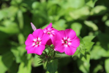 Phlox davul mu yoksa yıllık fenomen çiçekleri mi? 