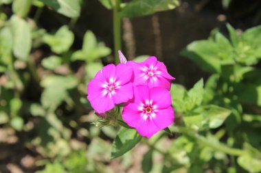 Phlox davul mu yoksa yıllık fenomen çiçekleri mi? 