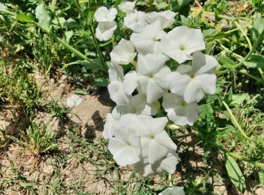 Phlox davul mu yoksa yıllık fenomen çiçekleri mi? 