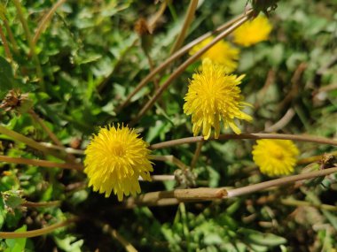 Karahindiba, Leontodon tüberosus, Hawkbit veya Taraxacum erythrospermum