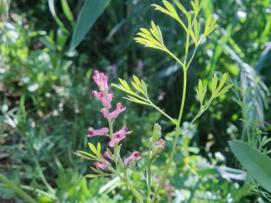 Yaygın koku giderici, Fumaria officinalis veya toprak dumanı bitkisi ve küçük bitkiler