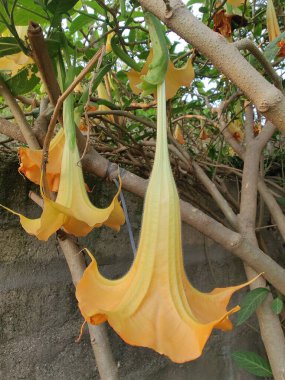 Brugmansia süaveolens, melek gözyaşları ya da meleğin trompeti