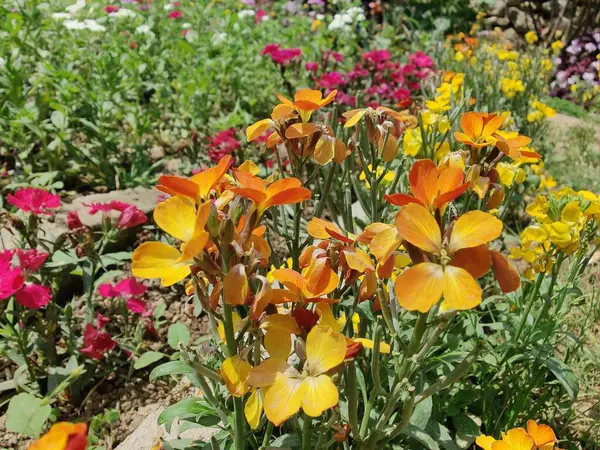 Erysimum cheiri, yaygın duvar çiçeği ya da cheiranTHus
