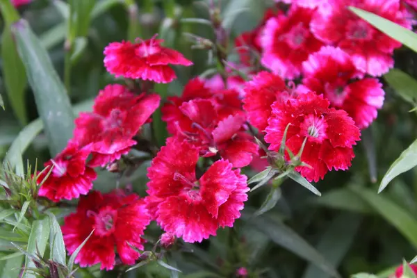 karanfil, dianthus, caryophyllus, karanfil pembesi veya tatlı William çiçekleri 