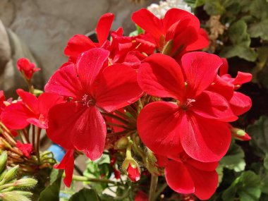 Sardunya, Turna gagası veya pelargonyum mezar taşları