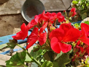 Sardunya, Turna gagası veya pelargonyum mezar taşları