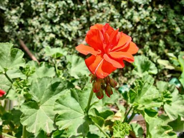 Sardunya, Turna gagası veya pelargonyum mezar taşları