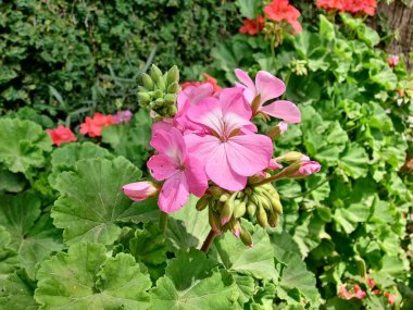 Sardunya, Turna gagası veya pelargonyum mezar taşları