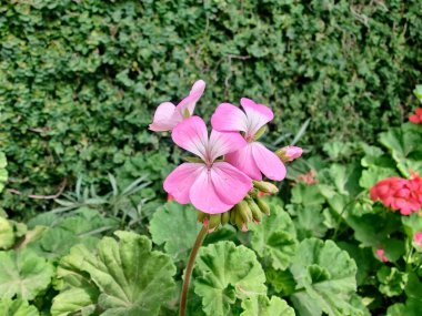 Sardunya, Turna gagası veya pelargonyum mezar taşları
