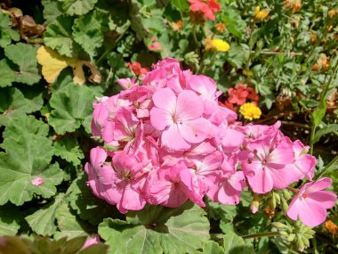 Sardunya, Turna gagası veya pelargonyum mezar taşları