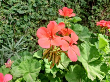 Sardunya, Turna gagası veya pelargonyum mezar taşları