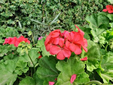 Sardunya, Turna gagası veya pelargonyum mezar taşları