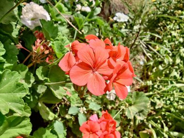 Sardunya, Turna gagası veya pelargonyum mezar taşları