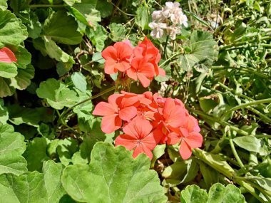 Sardunya, Turna gagası veya pelargonyum mezar taşları