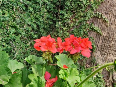 Sardunya, Turna gagası veya pelargonyum mezar taşları