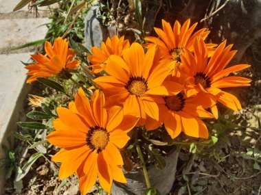 Gazania rigens veya hazine çiçeği