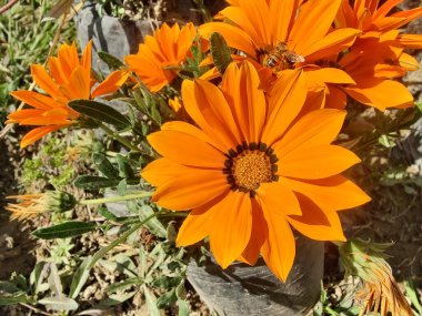 Gazania rigens veya hazine çiçeği