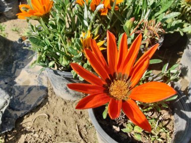 Gazania rigens veya hazine çiçeği