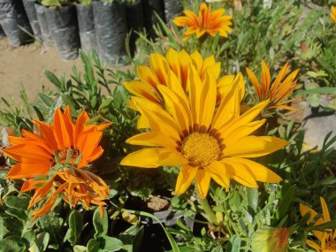 Gazania rigens veya hazine çiçeği