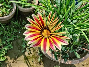 Gazania rigens veya hazine çiçeği
