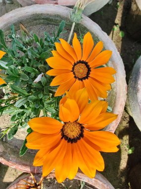 Gazania rigens veya hazine çiçeği