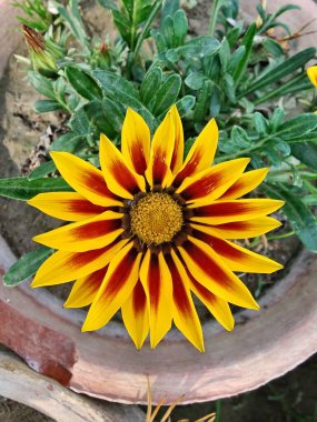 Gazania rigens veya hazine çiçeği