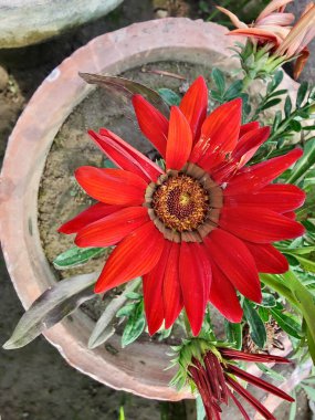 Gazania rigens veya hazine çiçeği