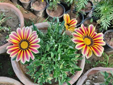 Gazania rigens veya hazine çiçeği