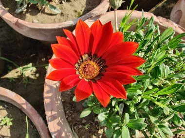 Gazania rigens veya hazine çiçeği
