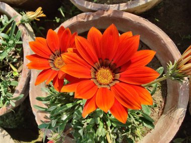 Gazania rigens veya hazine çiçeği
