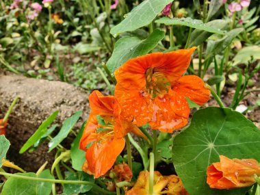 Nasturtium bahçesi, Tropaeolum majus veya keşiş teresi.,
