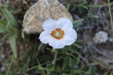 Trikodesma, deve çalısı veya sığır çalı ve çiçekler 