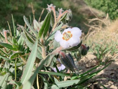 Trikodesma, deve çalısı veya sığır çalı ve çiçekler 