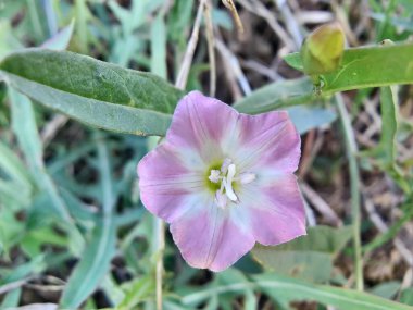 Saha yosunu, Convolvulus arvensis, Plaj sabahı veya Calystegia soldanella