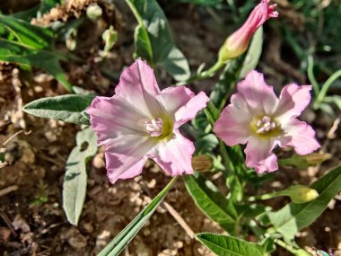 Saha yosunu, Convolvulus arvensis, Plaj sabahı veya Calystegia soldanella