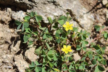 Sürünen orman kuşu, Oxalis corniculata ya da Oxalis sürgünleri