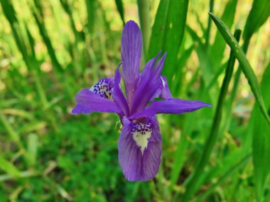 Cüce iris, Barbar fındığı ya da Moraea sirinhium mor çiçekleri. 
