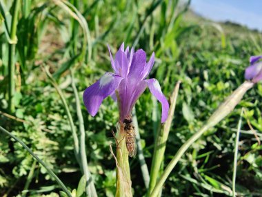 Cüce iris, Barbar fındığı ya da Moraea sirinhium mor çiçekleri. 