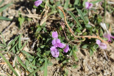 Dicliptera baphica veya Mountain Foldwing