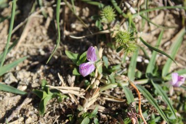 Dicliptera baphica veya Mountain Foldwing