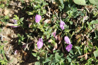 Dicliptera baphica veya Mountain Foldwing