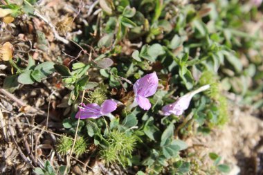 Dicliptera baphica veya Mountain Foldwing
