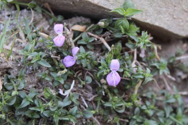 Dicliptera baphica veya Mountain Foldwing