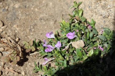 Dicliptera baphica veya Mountain Foldwing