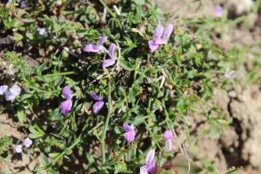 Dicliptera baphica veya Mountain Foldwing