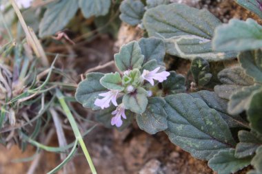 Ajuga decumbens, Bugleweed veya Lallemantia Royleana